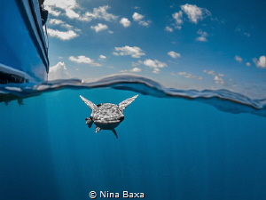 Tagalong ~ Whitefin Sharksucker prospecting a potential c... by Nina Baxa 